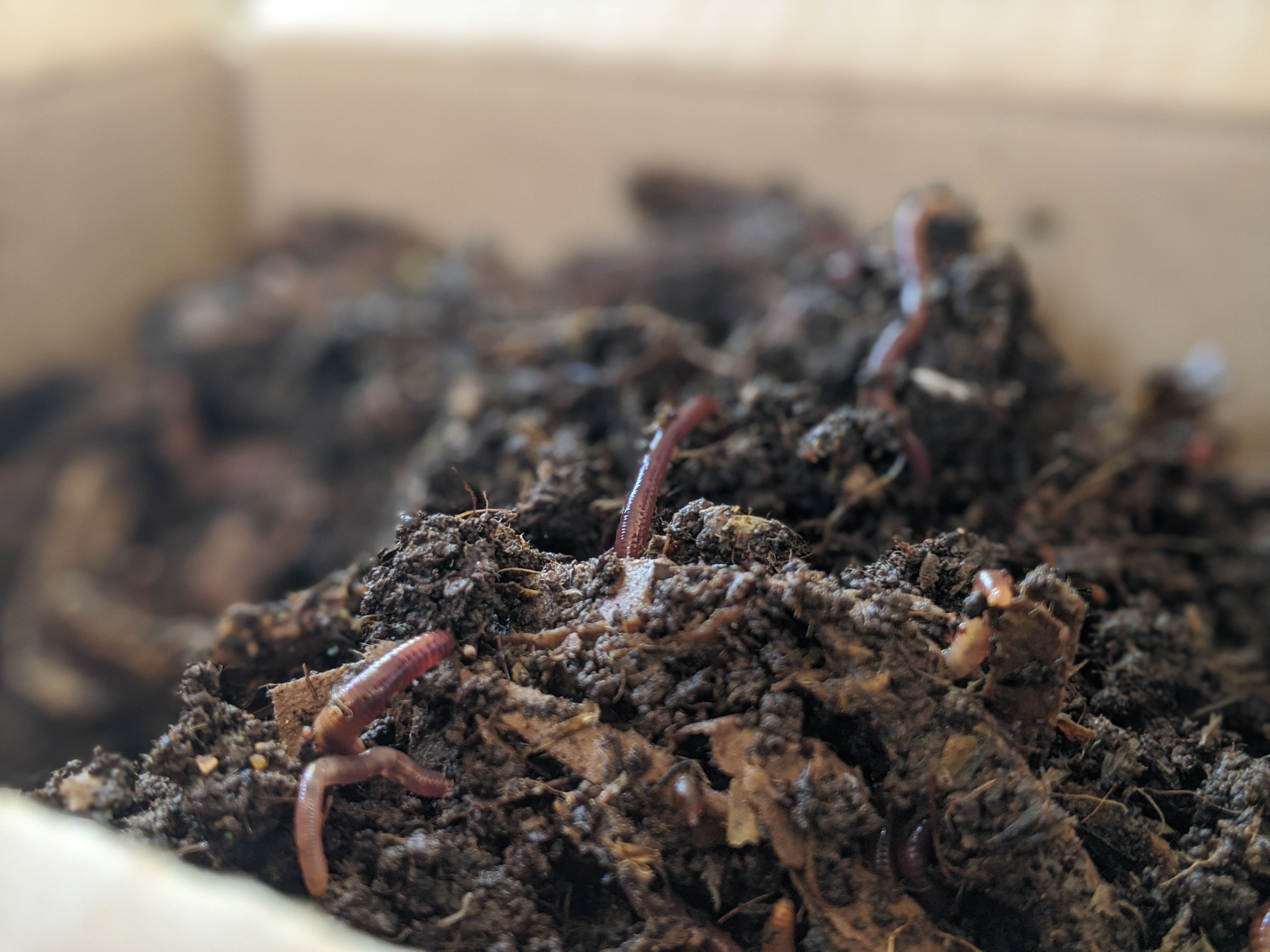 Red wigglers (Ottawa only) composting earthworms – The Box Of Life